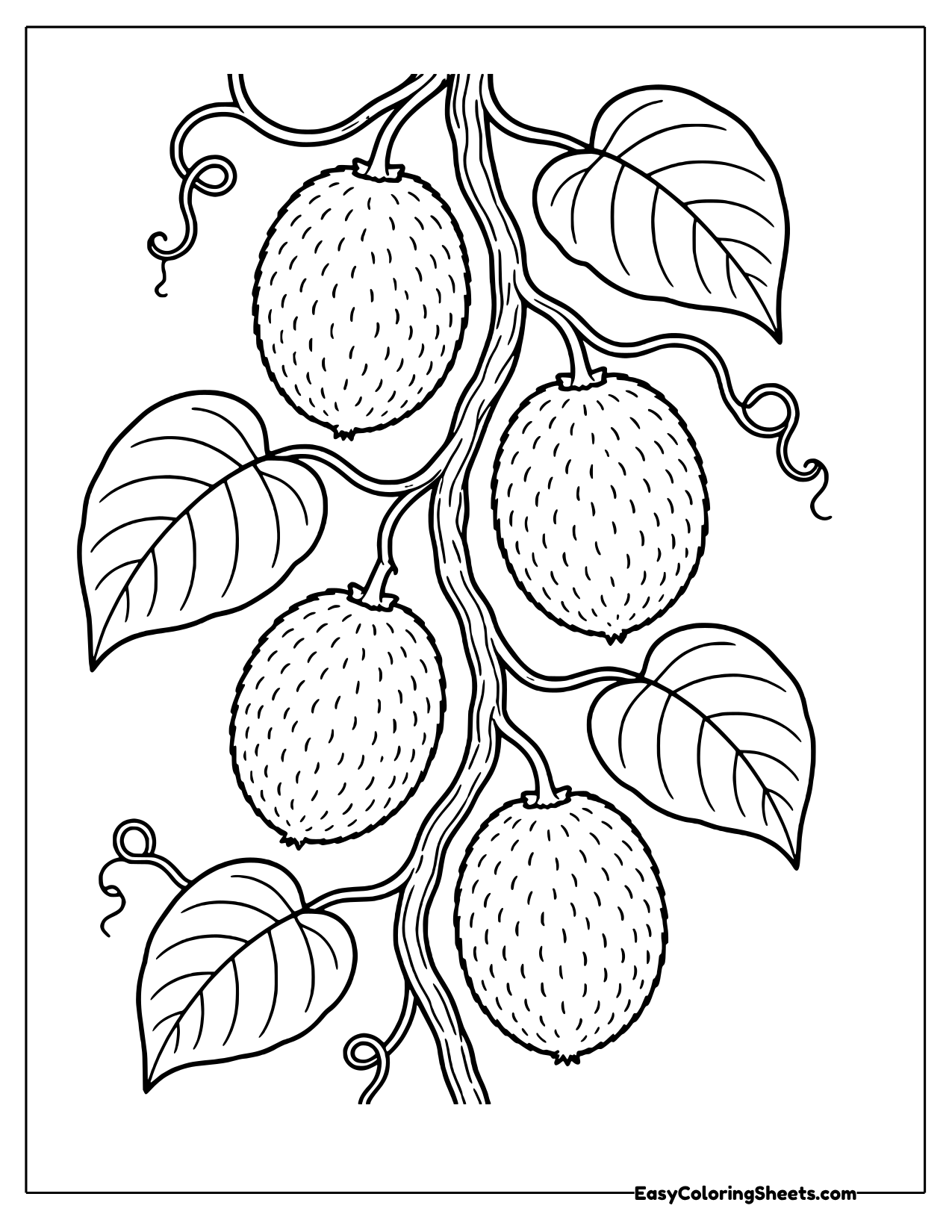 Climbing vine with veined leaves and several whole fuzzy kiwi fruits