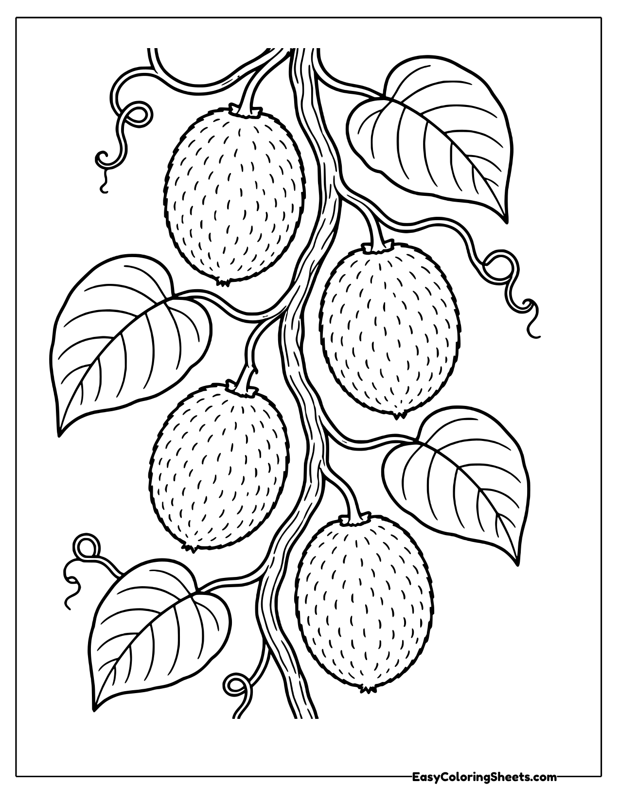 Climbing vine with veined leaves and several whole fuzzy kiwi fruits