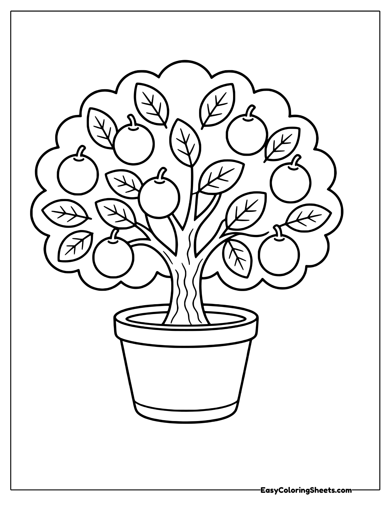Small lime tree full of fruit growing in a pot