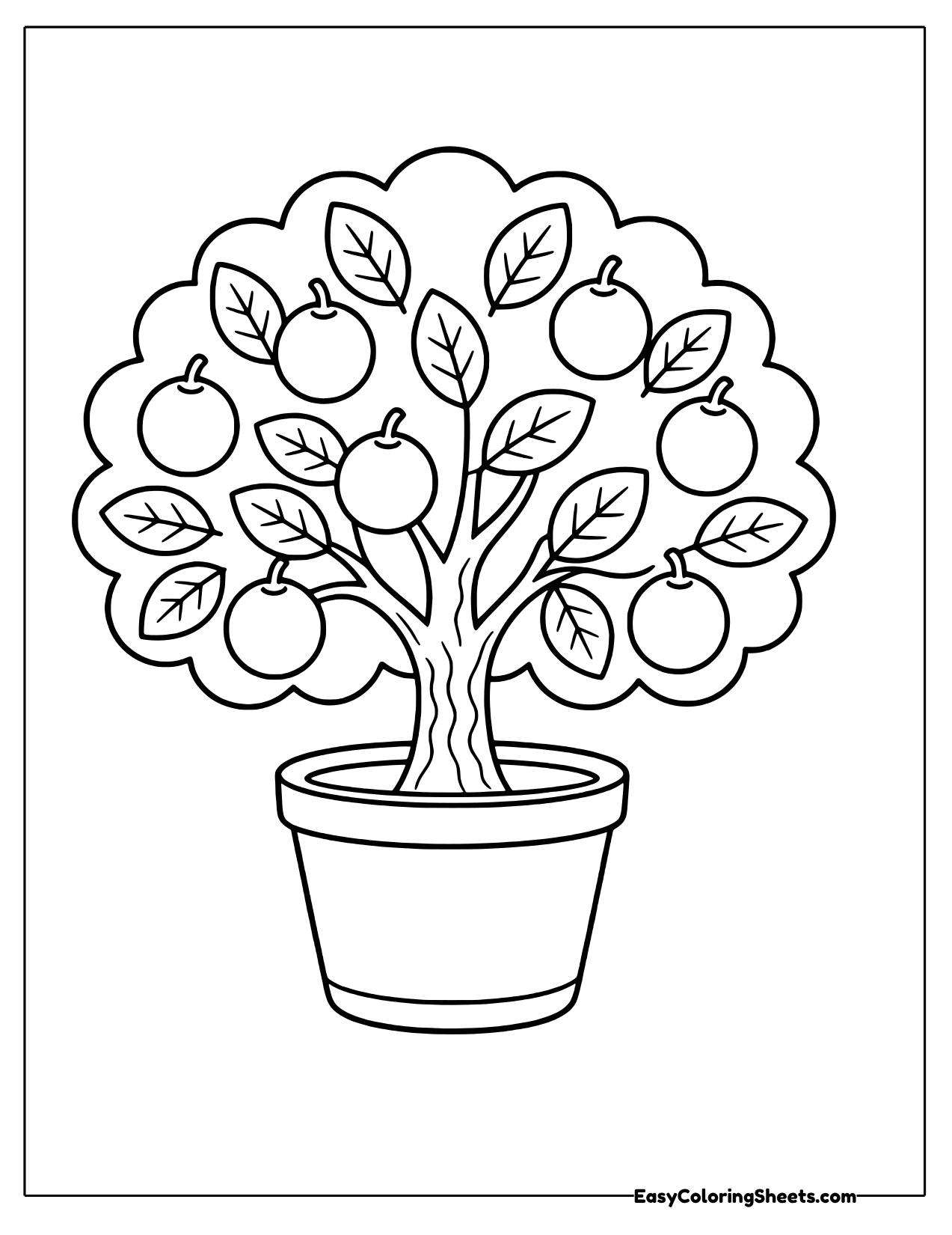 Small lime tree full of fruit growing in a pot