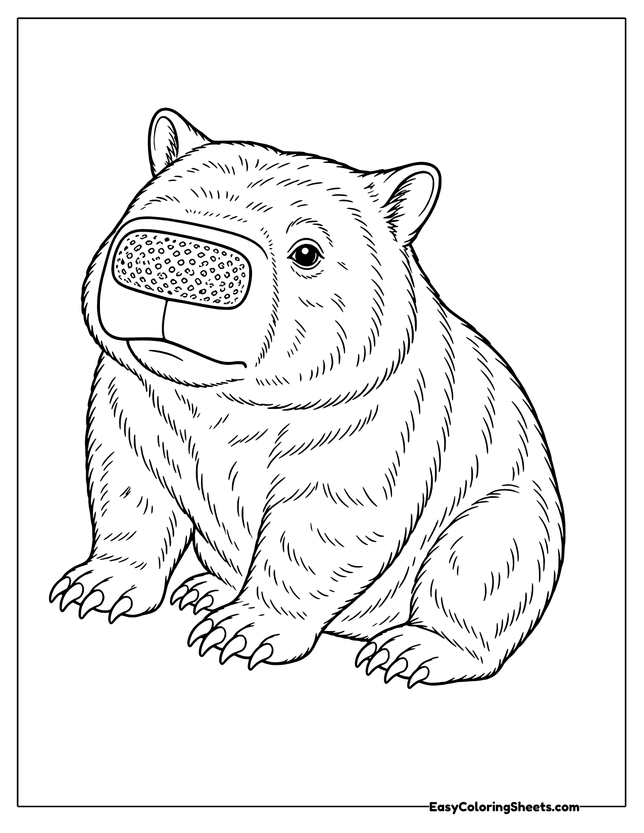Realistic wombat sitting