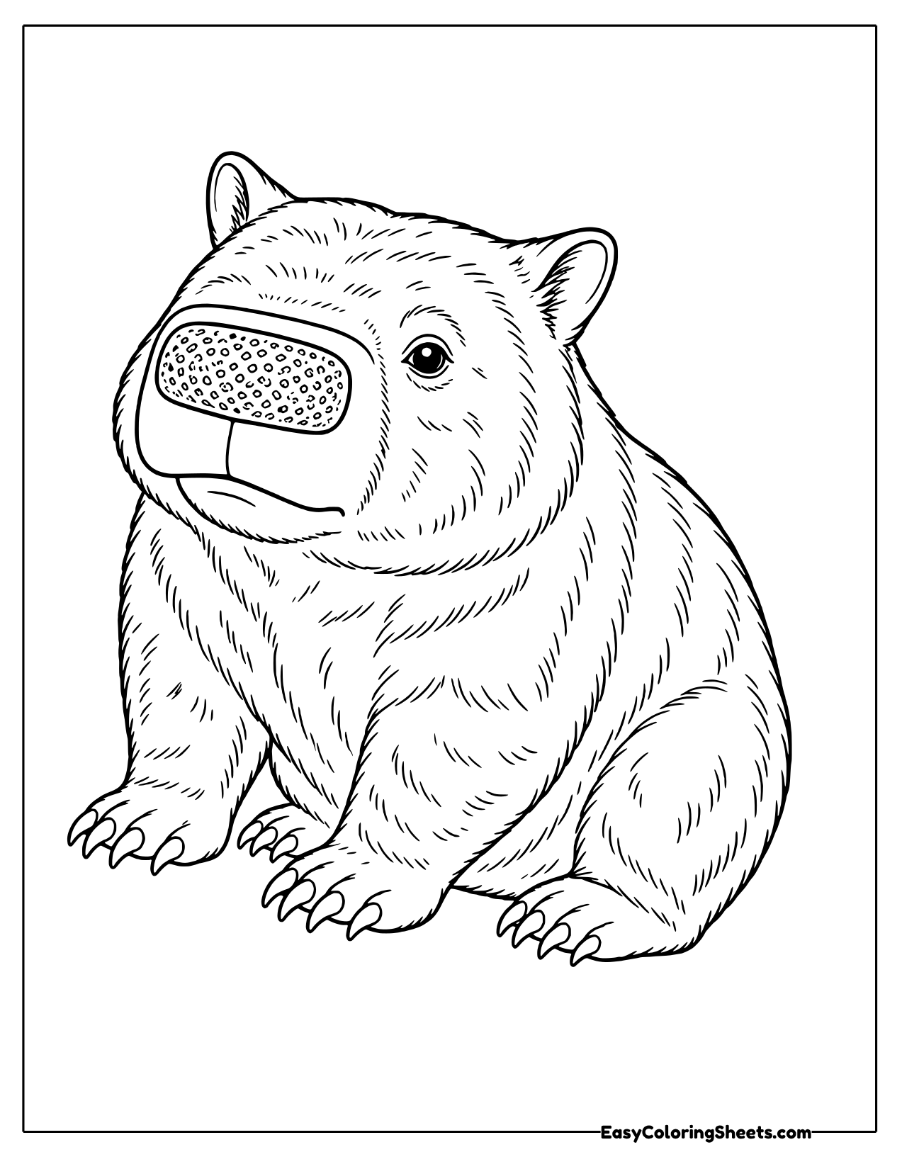Realistic wombat sitting