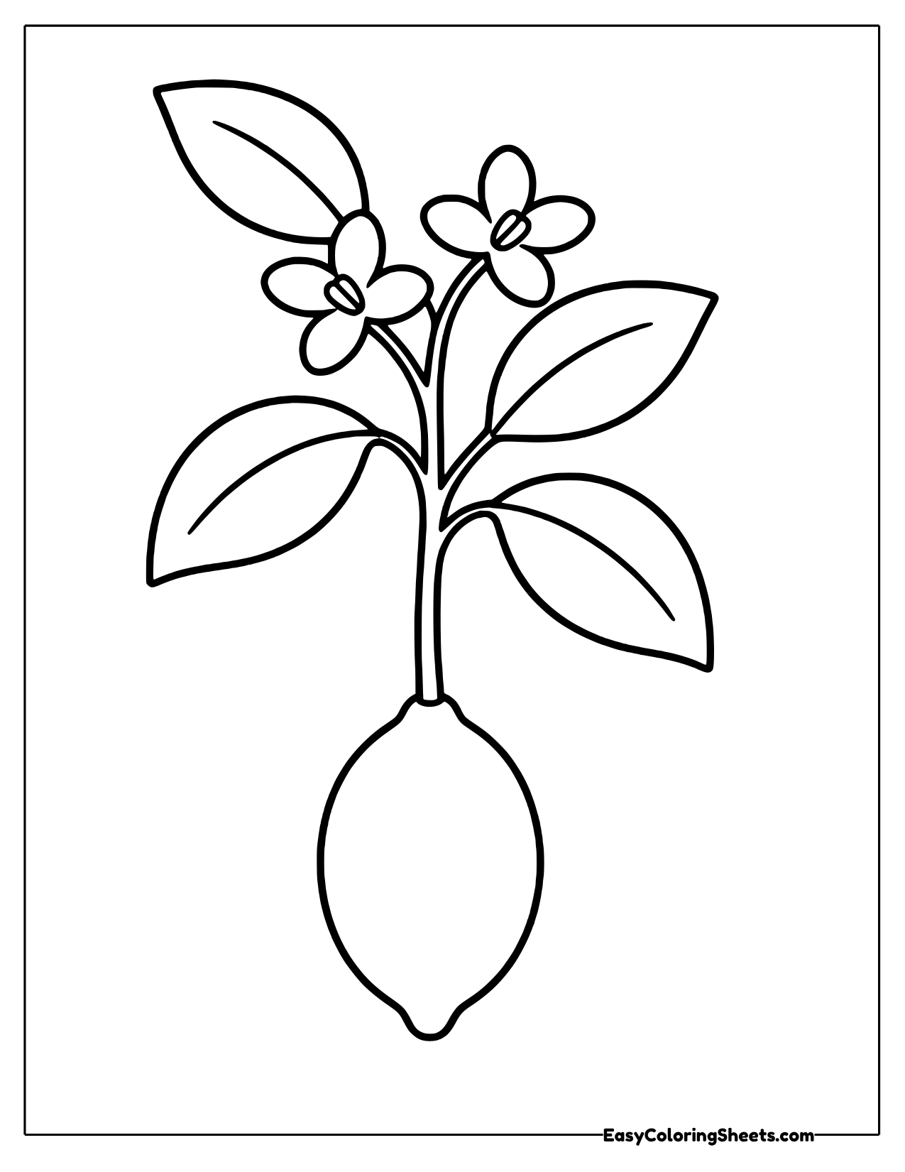 Lemon hanging from a stem with blossoms