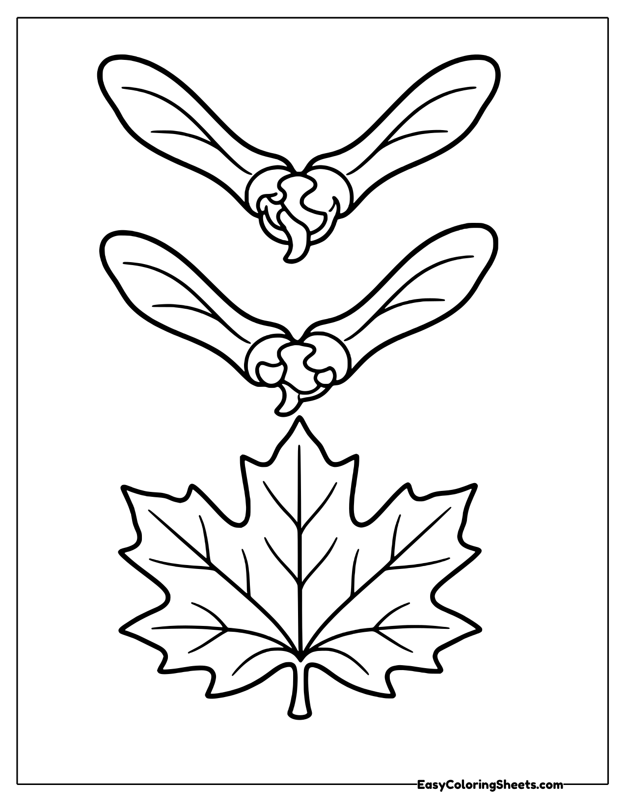 Two winged maple seeds above a maple leaf