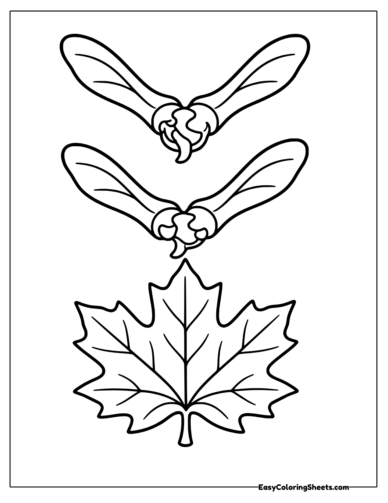 Two winged maple seeds above a maple leaf
