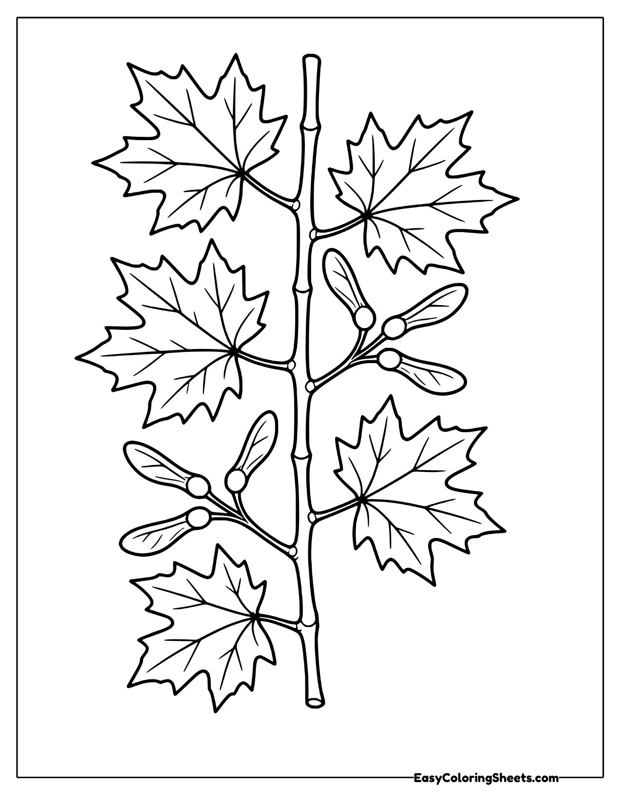 Maple branch with leaves and winged seeds