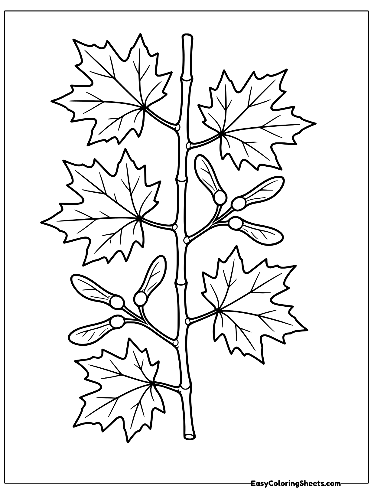 A maple branch rises up the page with leaves on both sides and clusters of winged seeds hanging between them.