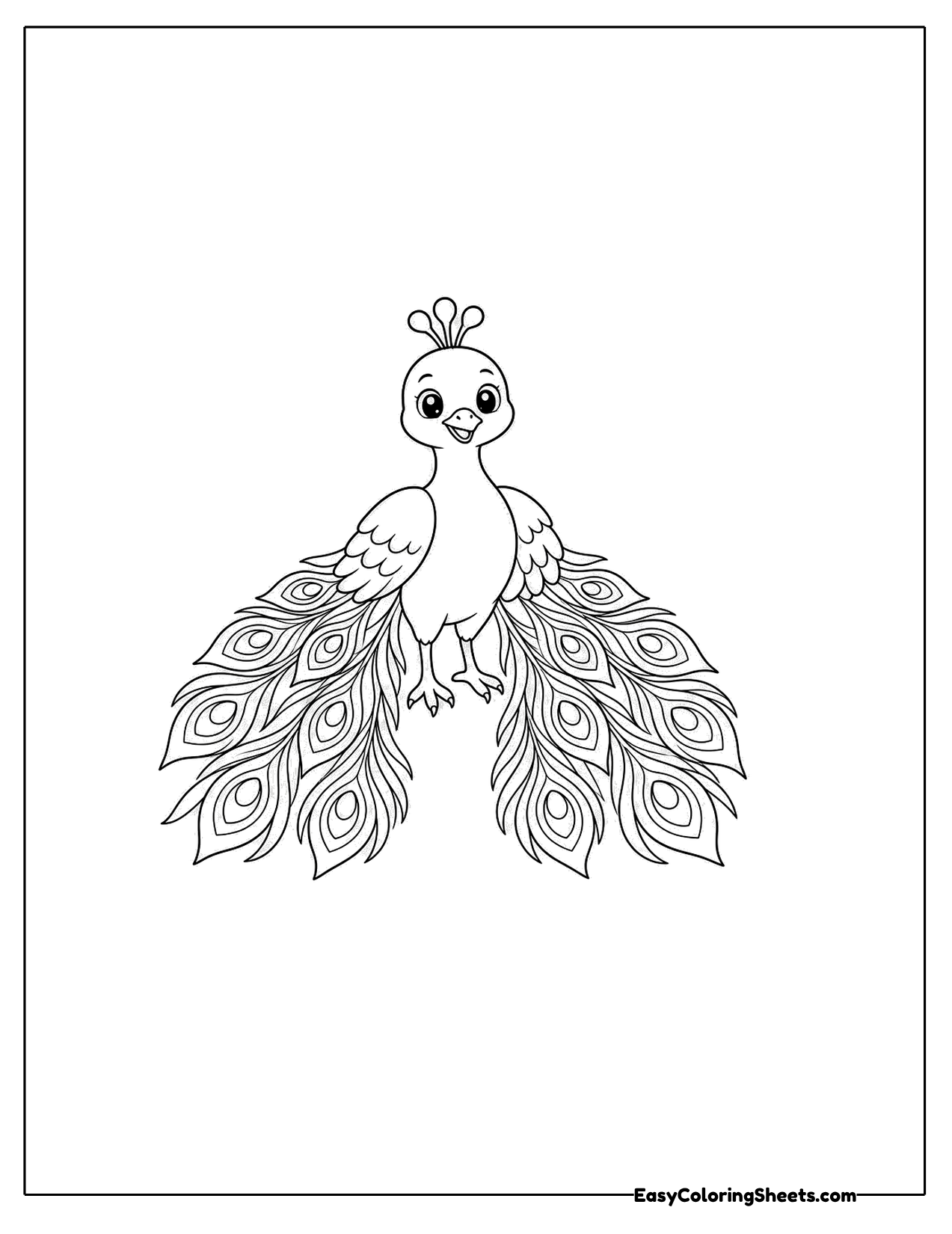Peacock front view with a split tail