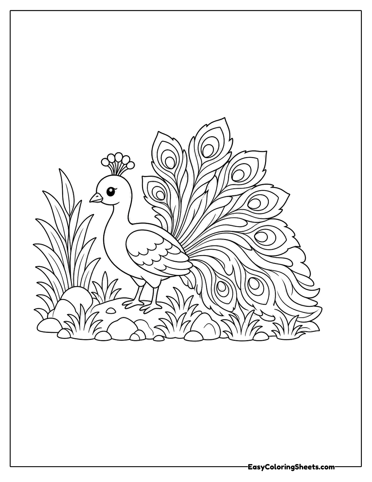 Peacock in the grass with a fan tail