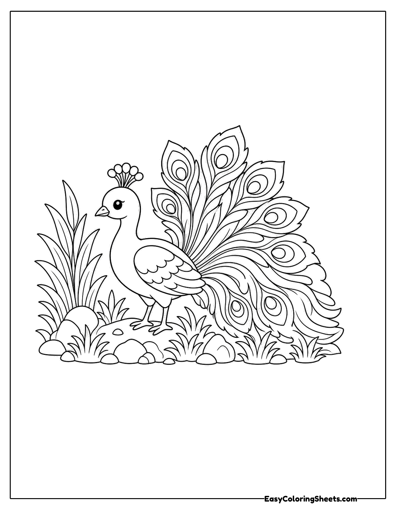 Peacock in the grass with a fan tail
