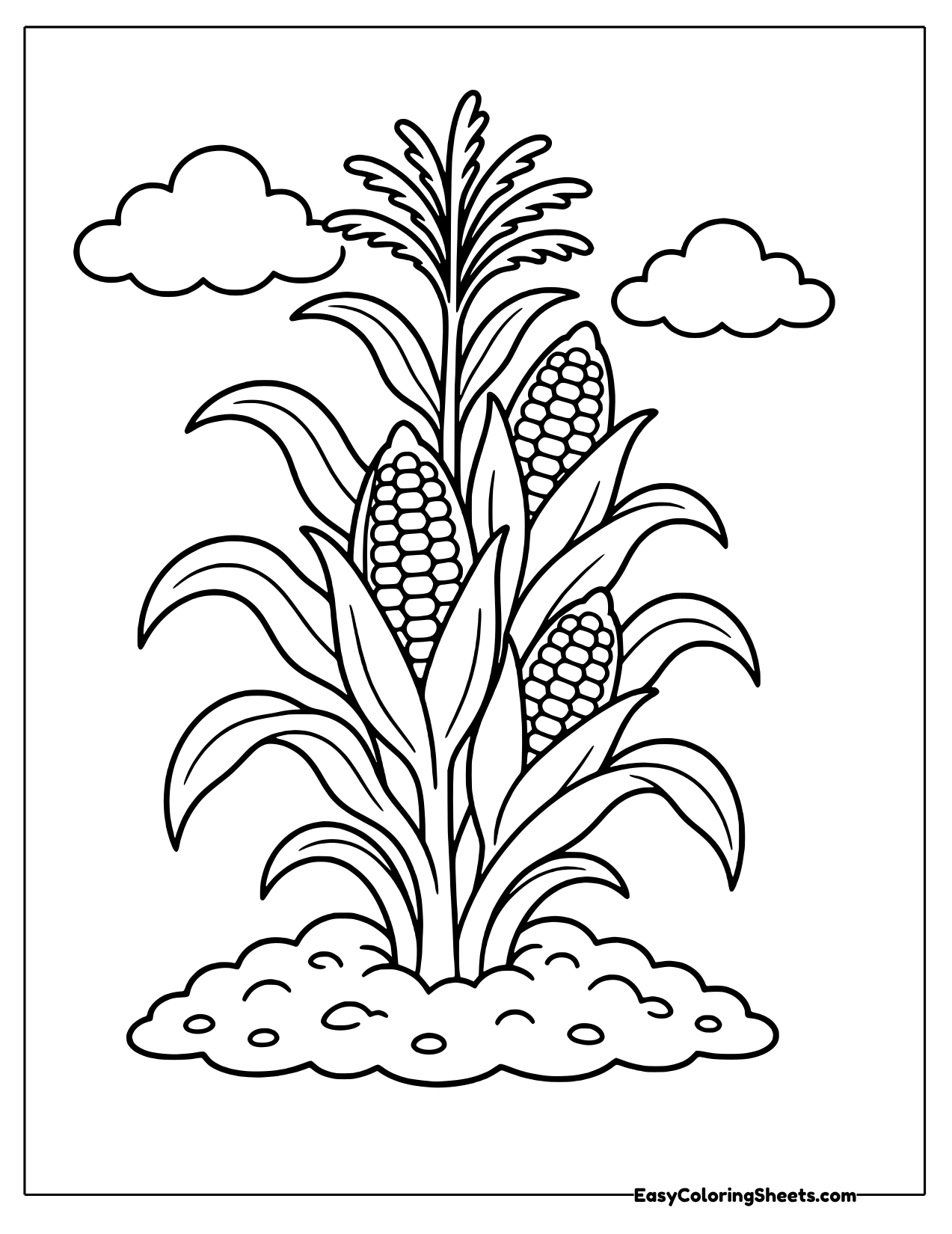 Corn stalk with several ears