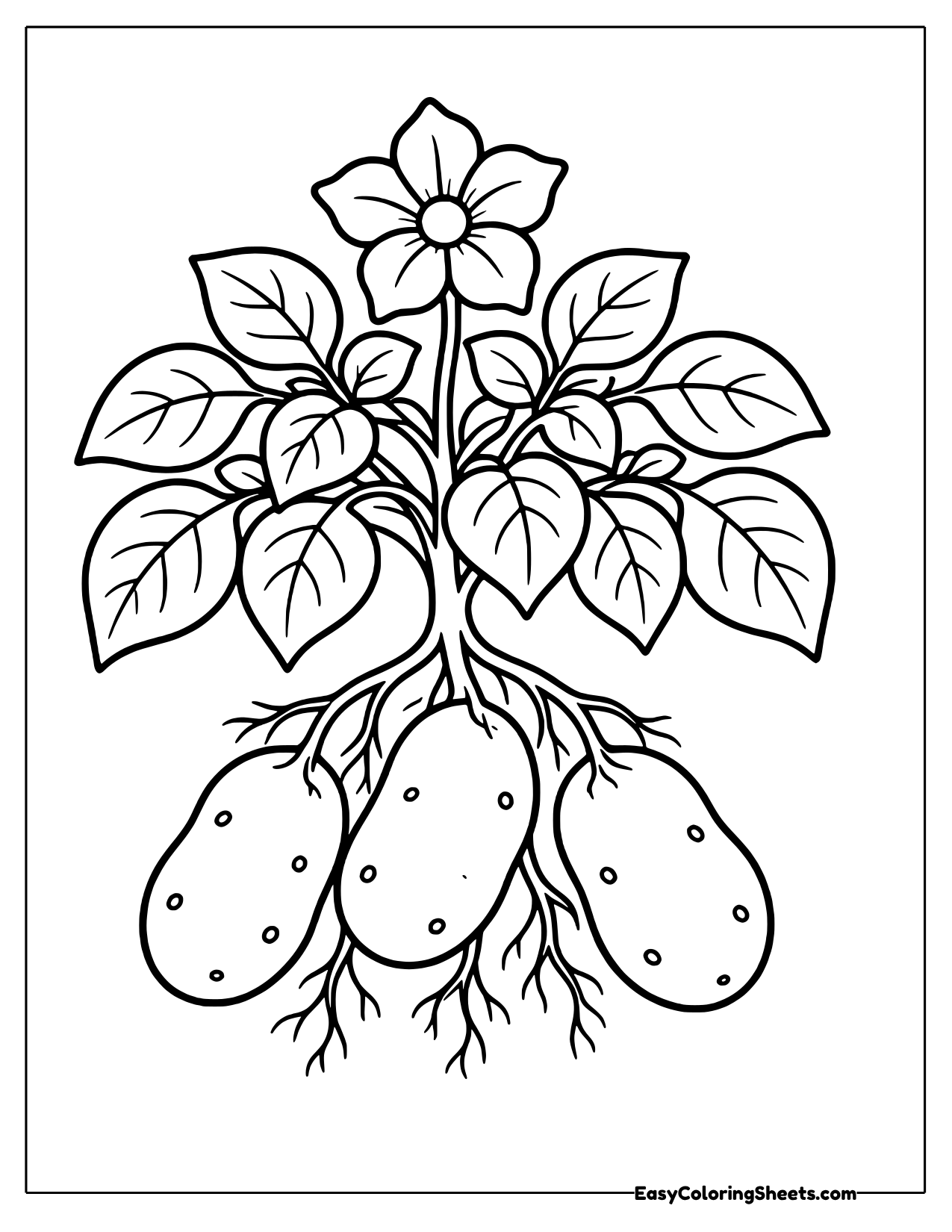 Leafy potato plant with three plump potatoes growing on its roots
