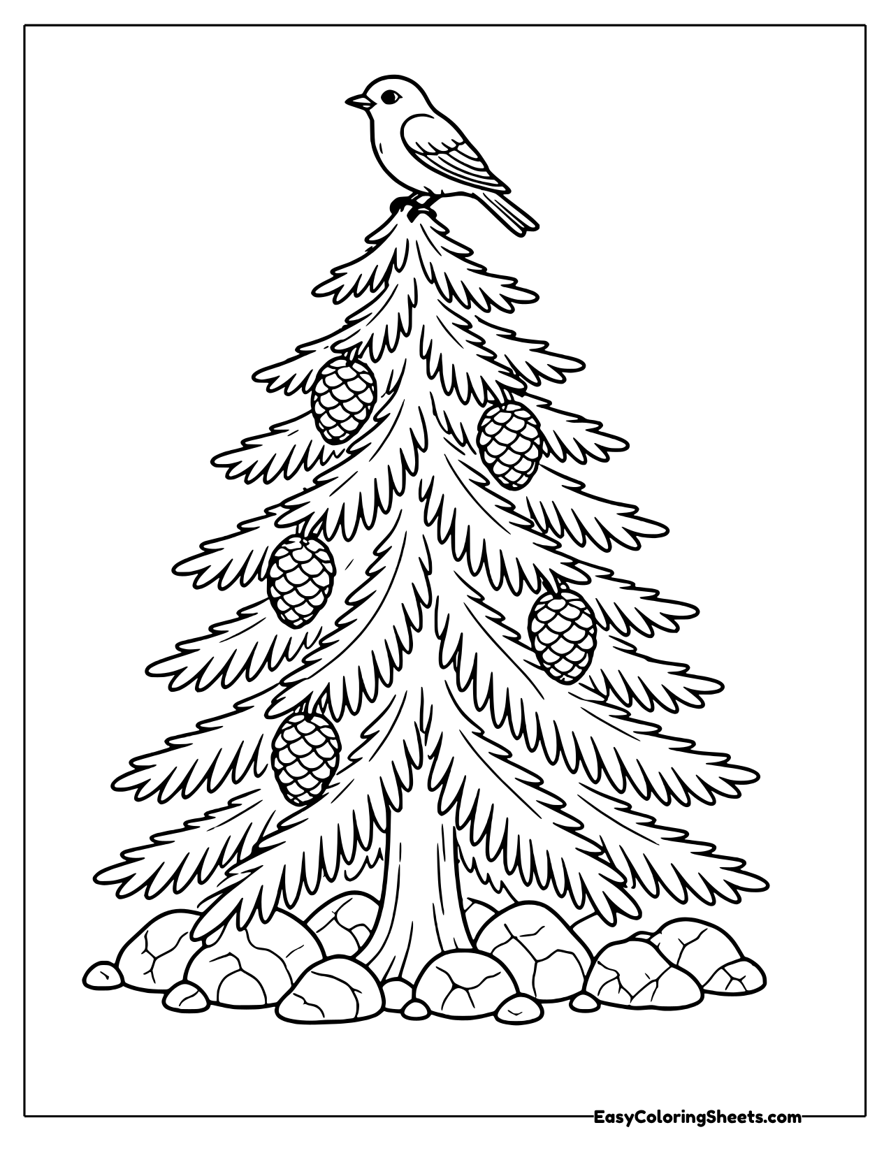 Bluebird perched on top of a spruce tree hung with cones