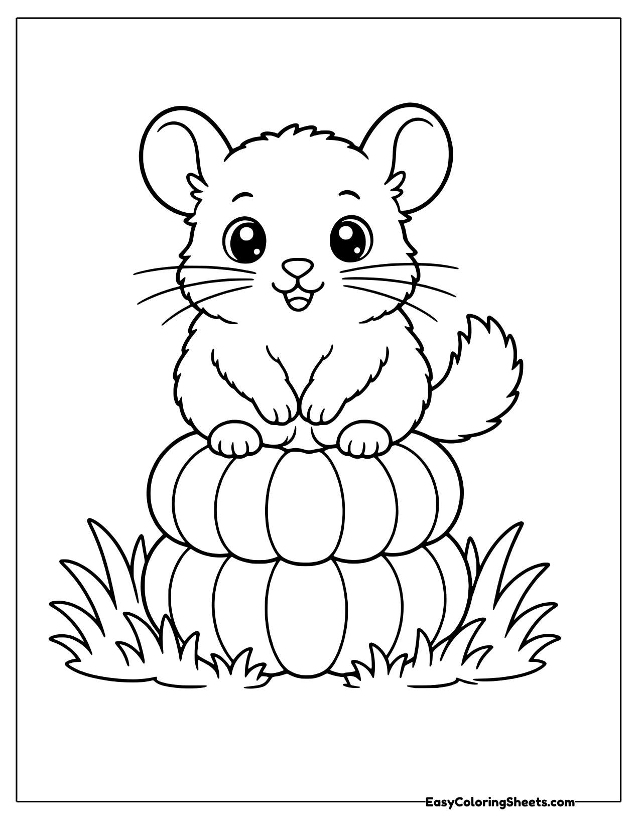 Chinchilla sitting on stacked pumpkins