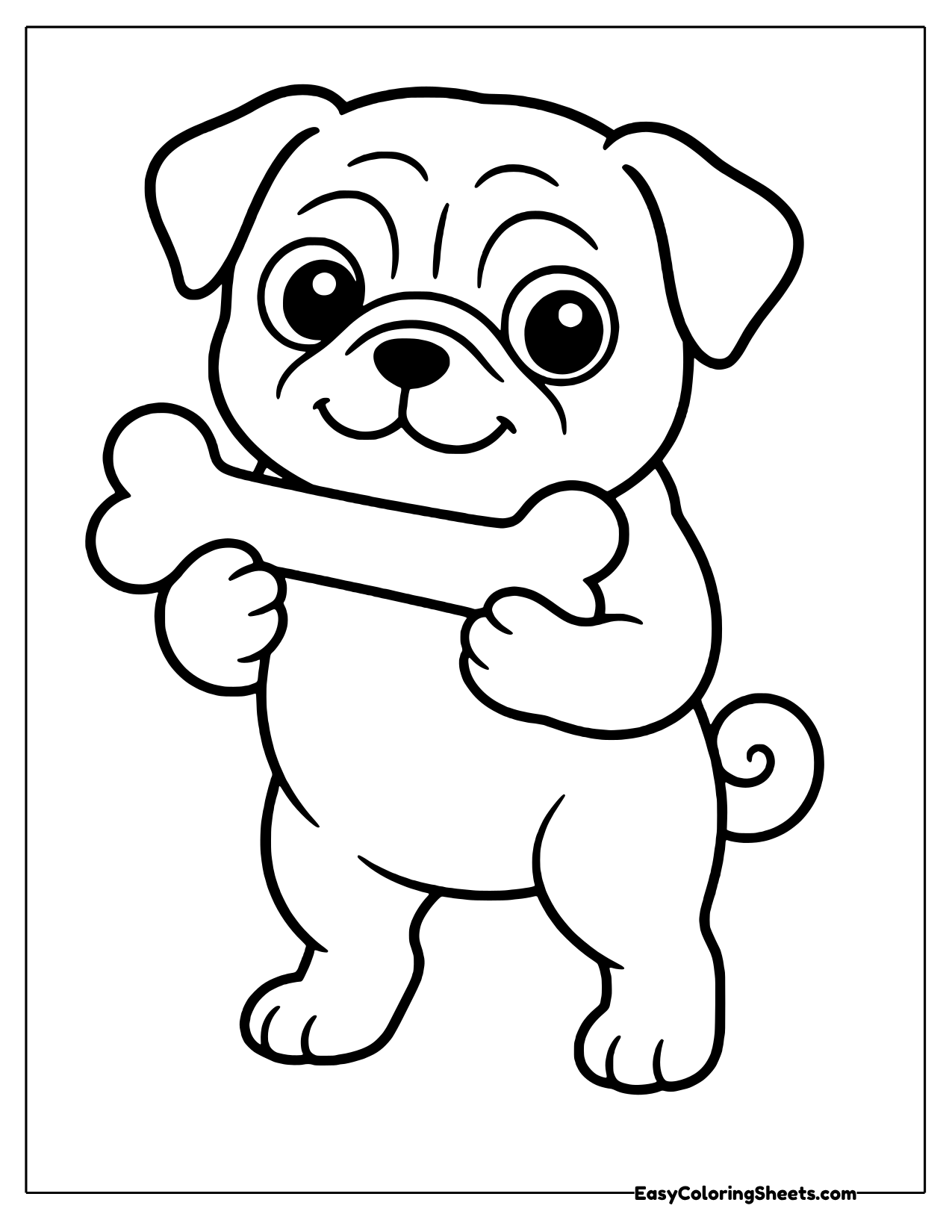 Happy wrinkly pug standing and holding a big bone