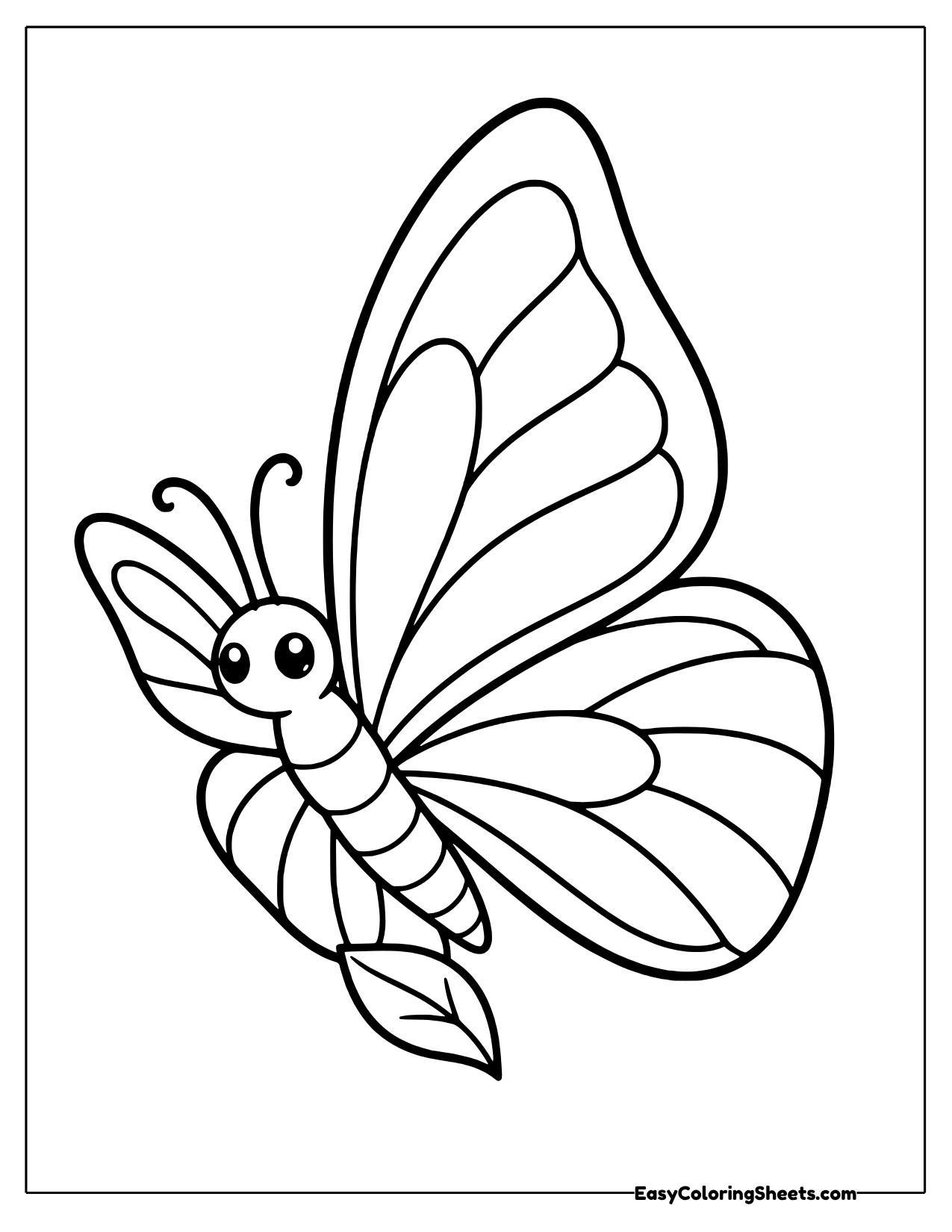 Large butterfly with striped wings seen from the front