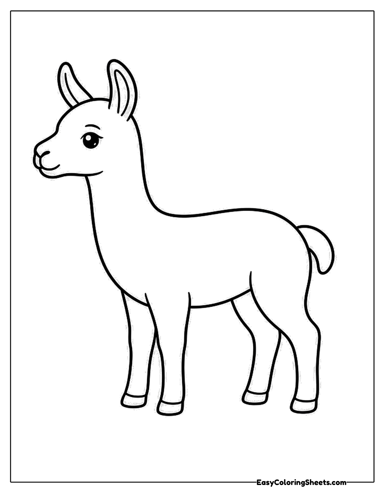 Young llama standing with tall pointed ears