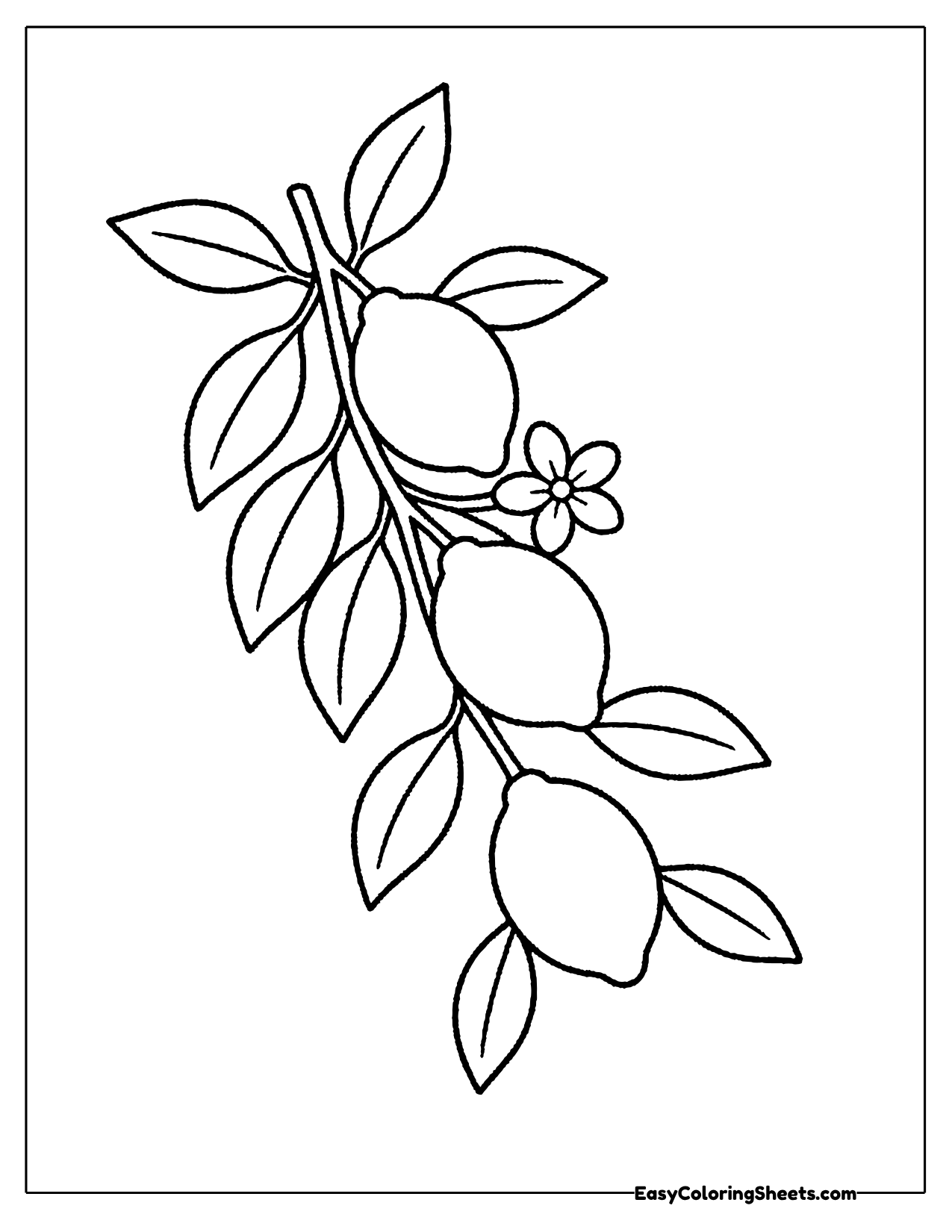 Leafy branch with several small lemons