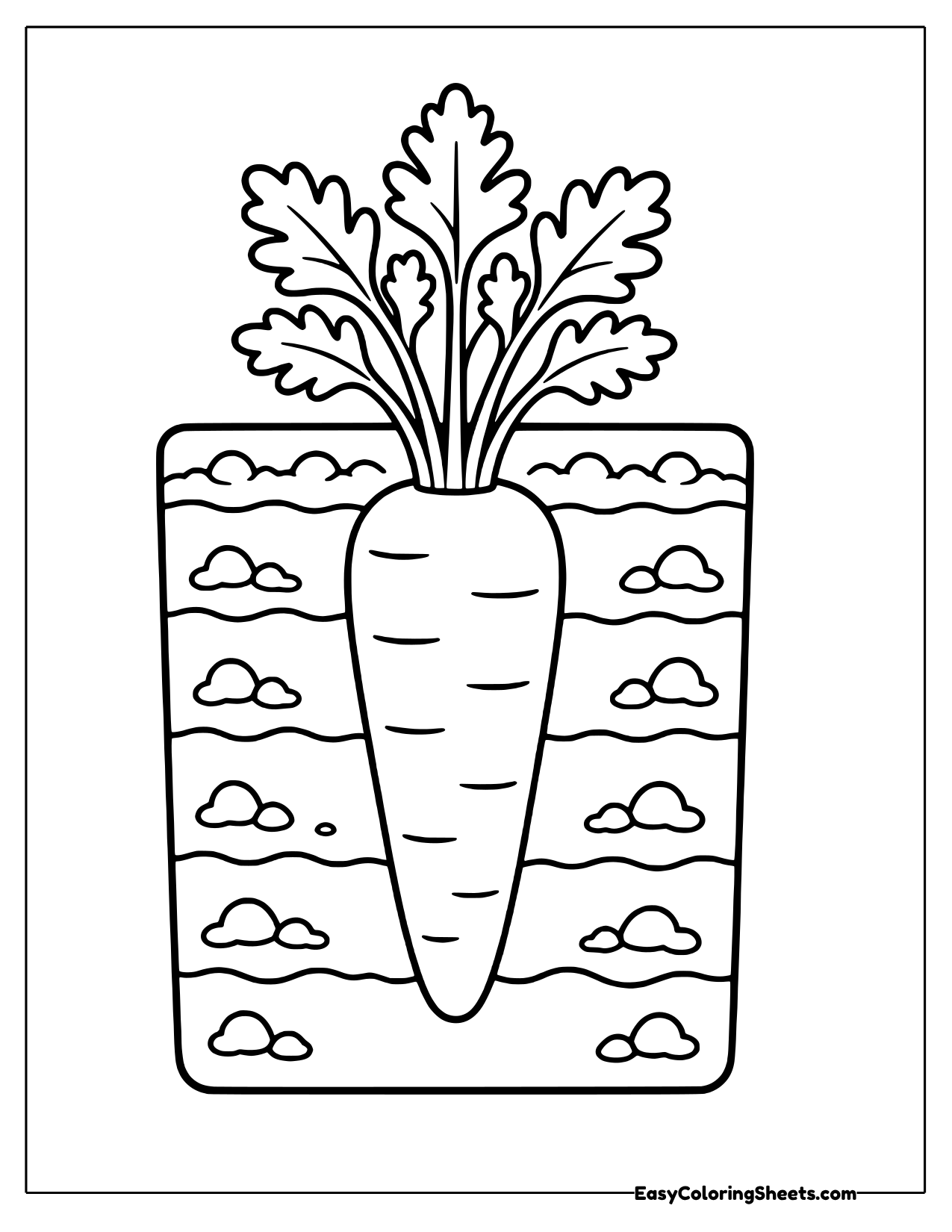 Carrot growing under the soil in a garden bed