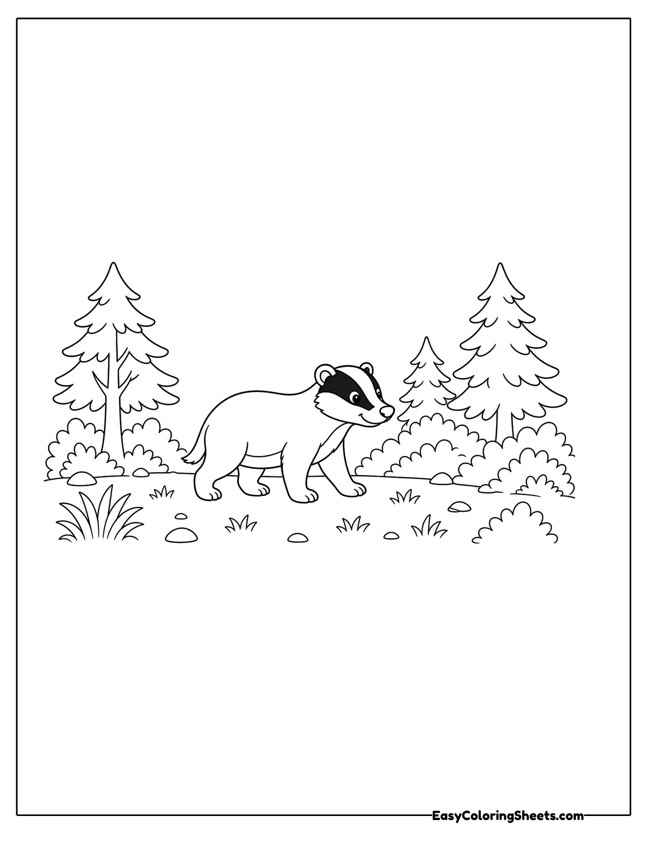 Badger walking through a pine forest