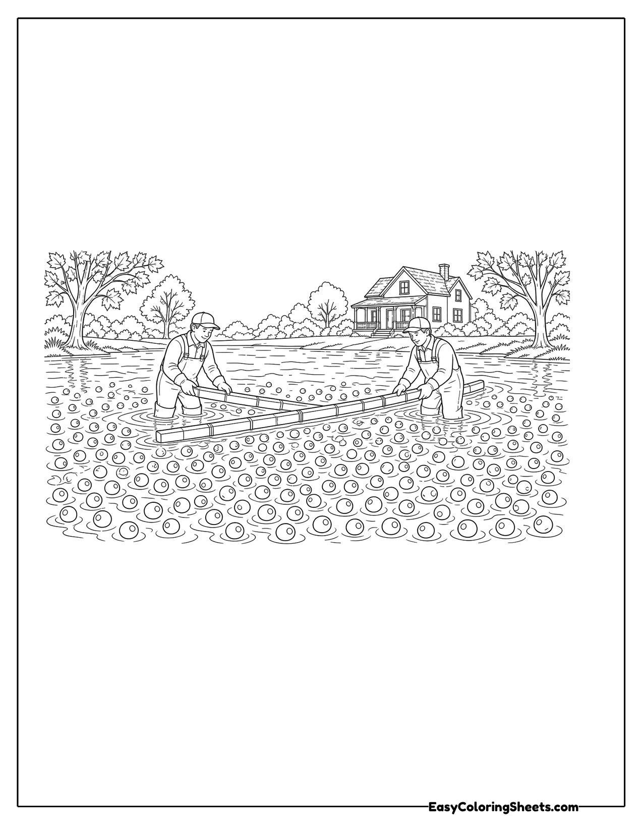 Workers harvesting floating cranberries in a flooded bog with a farmhouse behind