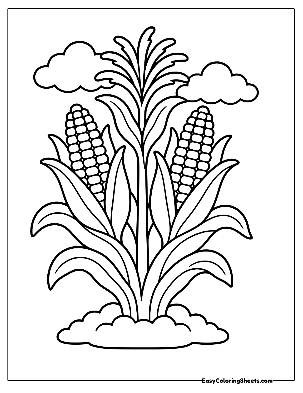 Wide corn plant with spreading leaves