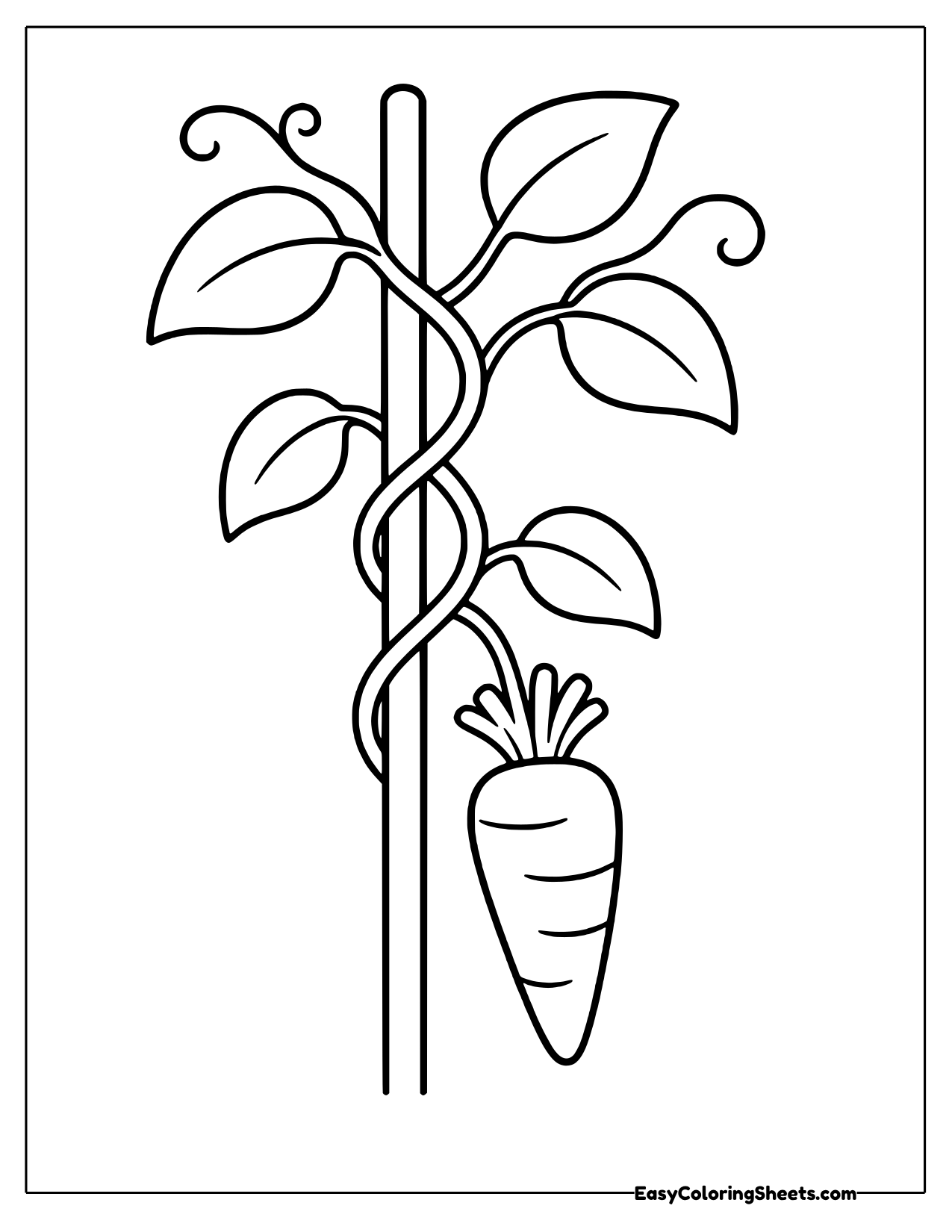 Carrot hanging from a tall twisting vine