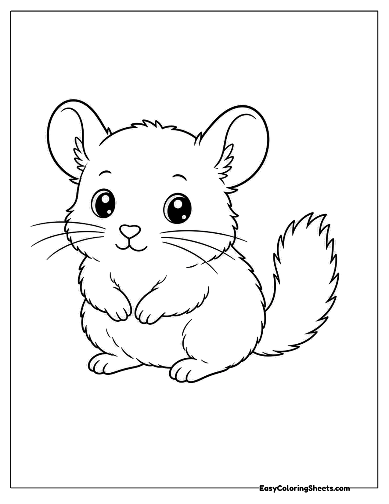 Fluffy baby chinchilla sitting