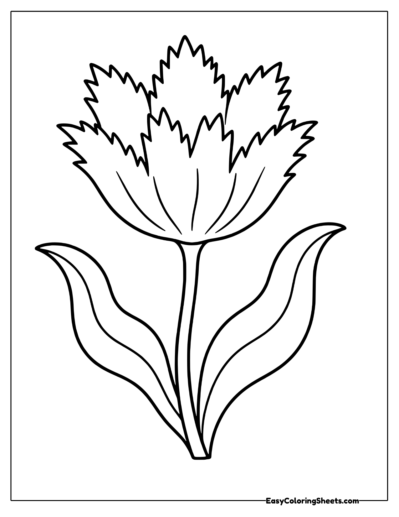 Open tulip with fringed, frilly petal edges