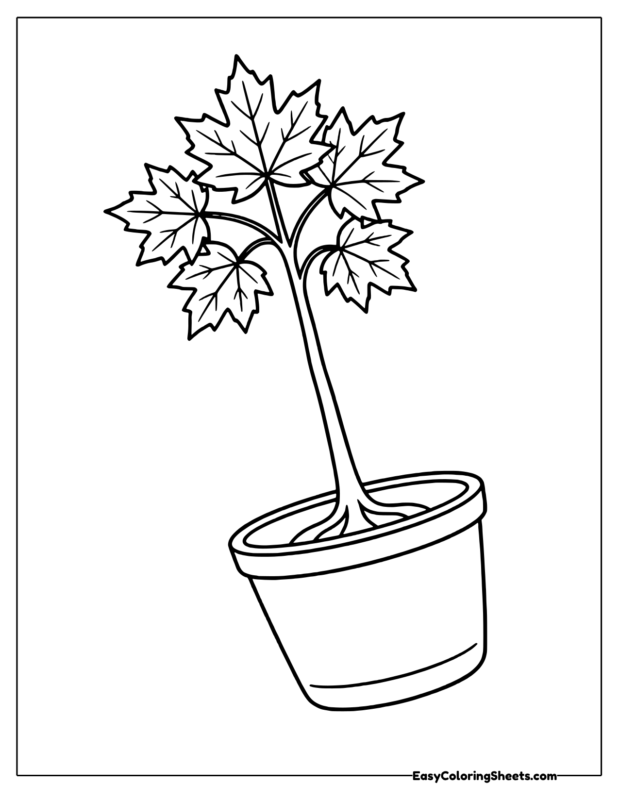 Maple sapling growing in a flowerpot