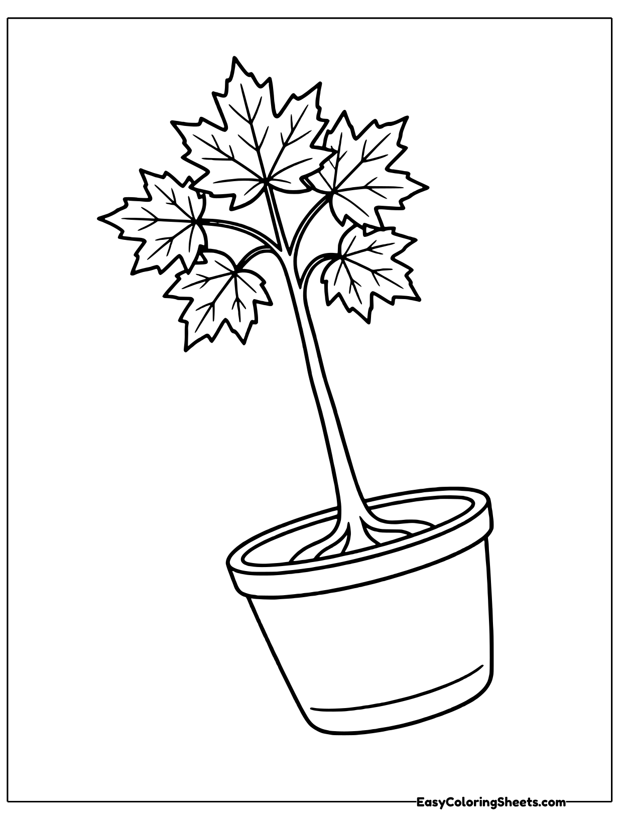 A young maple tree with a thin trunk and a crown of leaves grows in a slanted flowerpot.