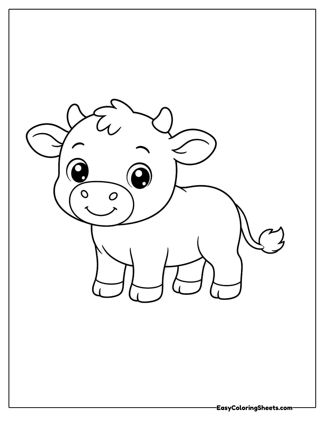 Baby bull calf with tiny horns