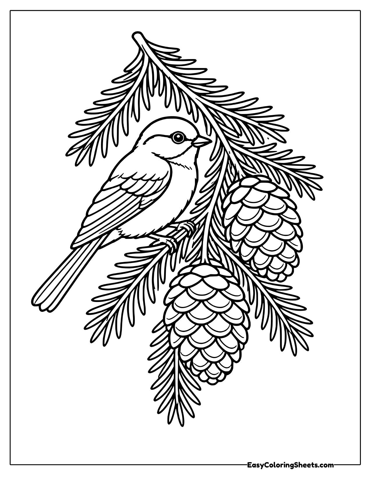 Chickadee perched on a fir branch hanging with pine cones