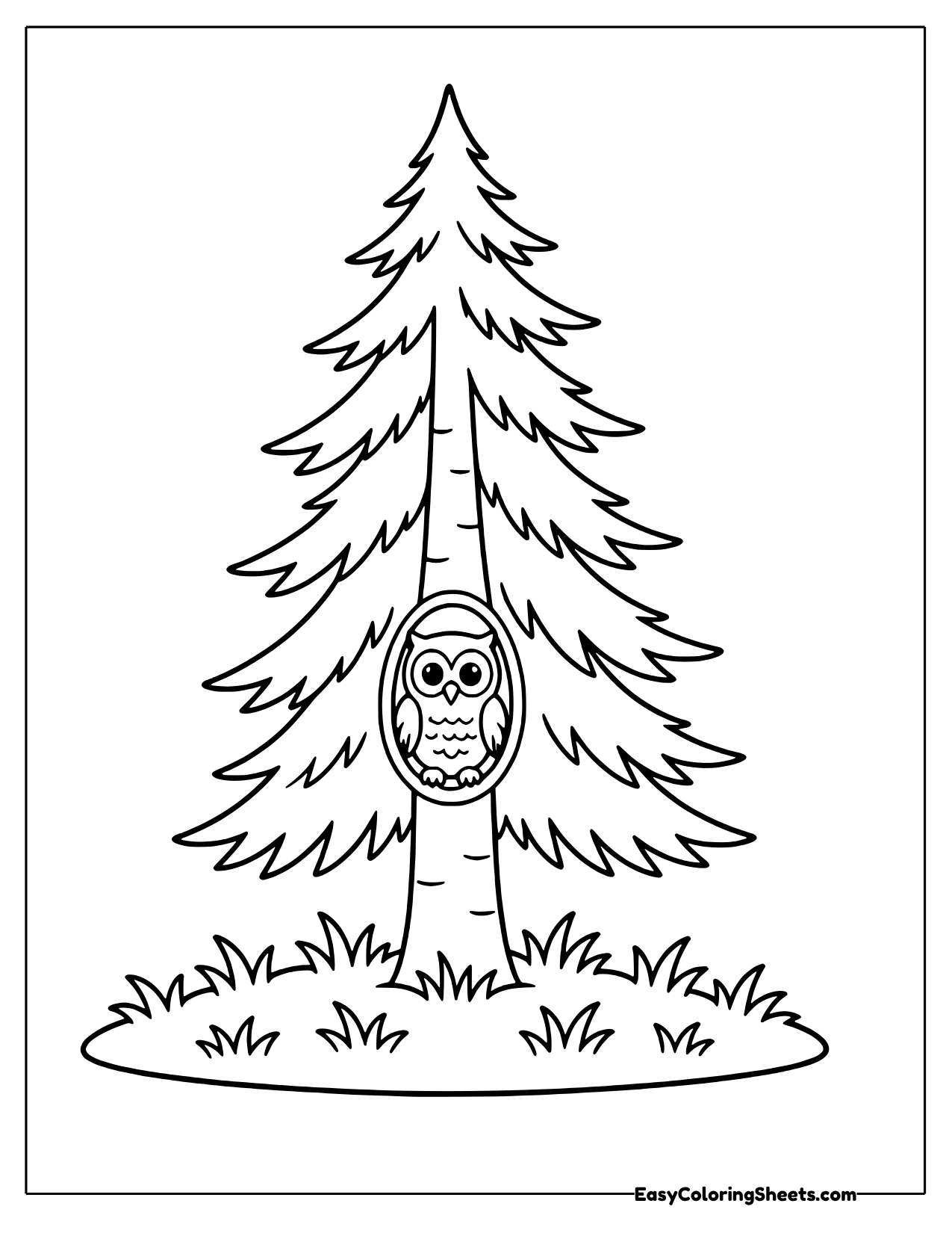Tall pine tree with an owl peeking from a hollow in its trunk