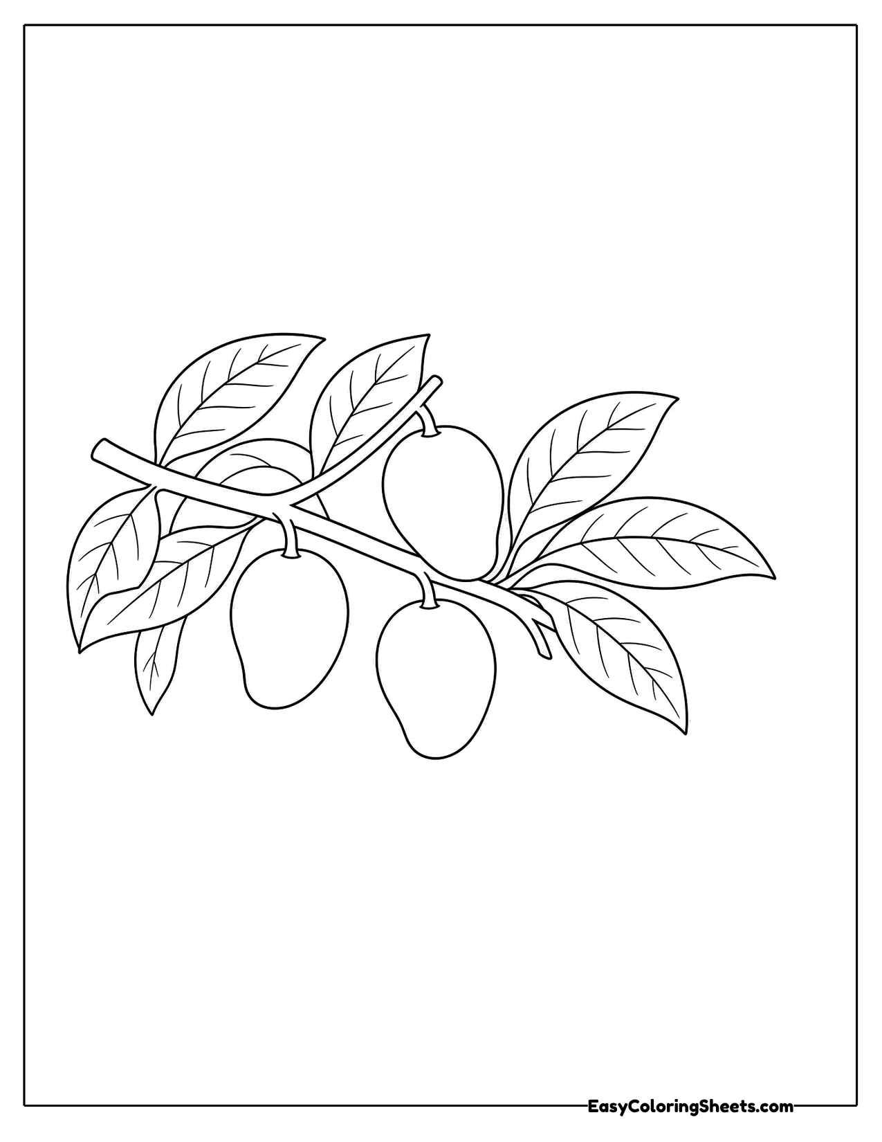 Mango tree branch with hanging fruit