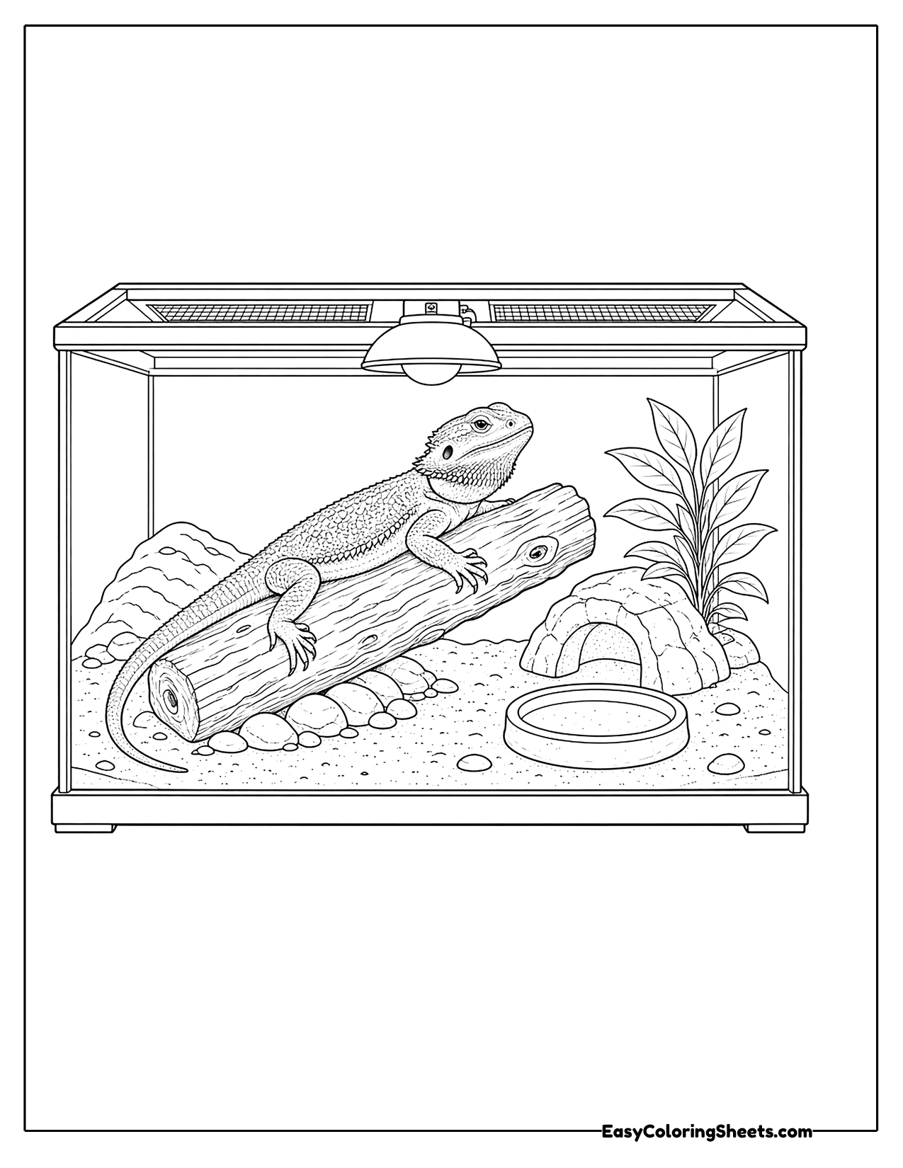 Bearded dragon inside a glass tank