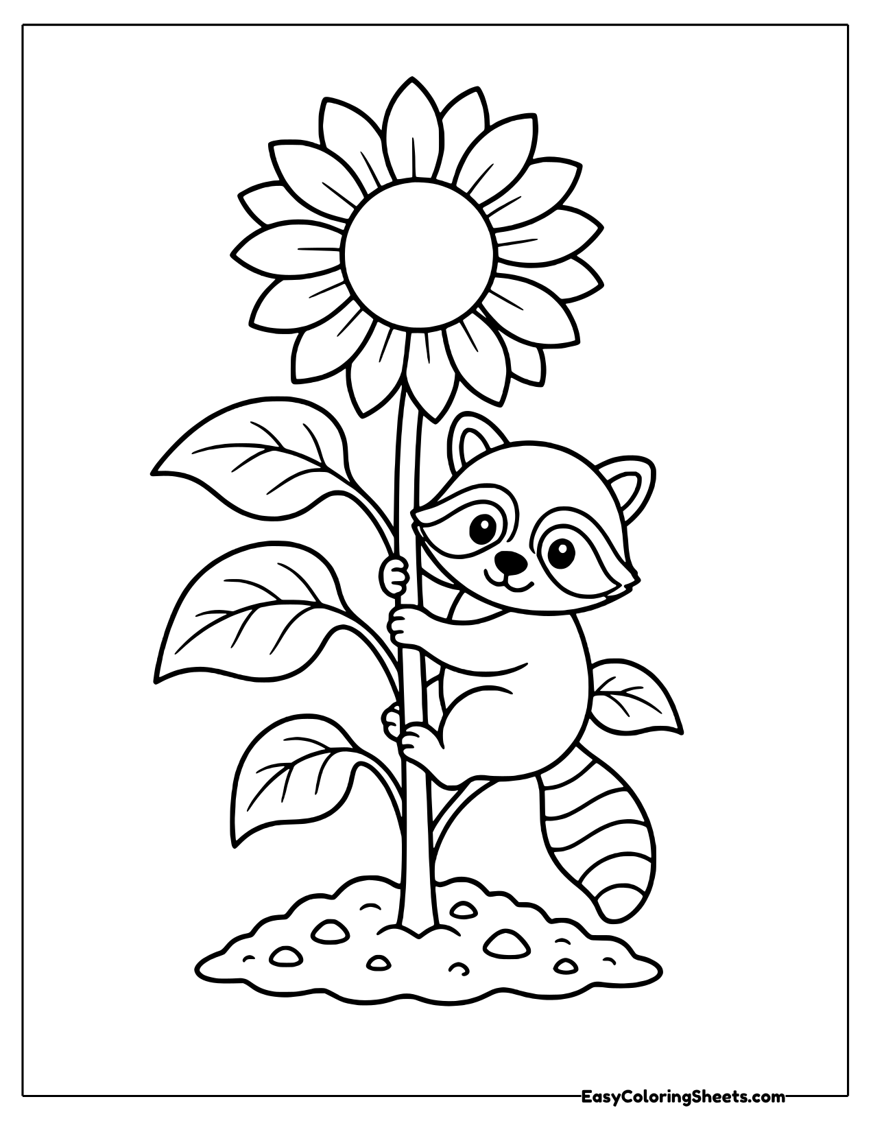 Raccoon climbing a sunflower stalk