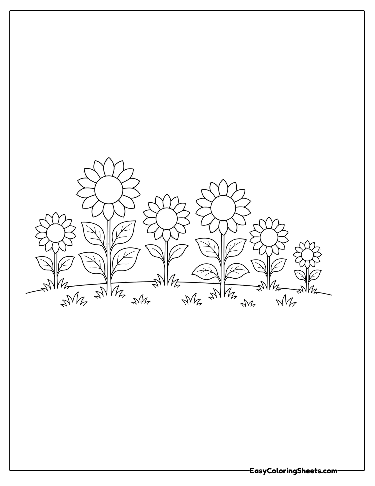Field of small sunflowers in a row