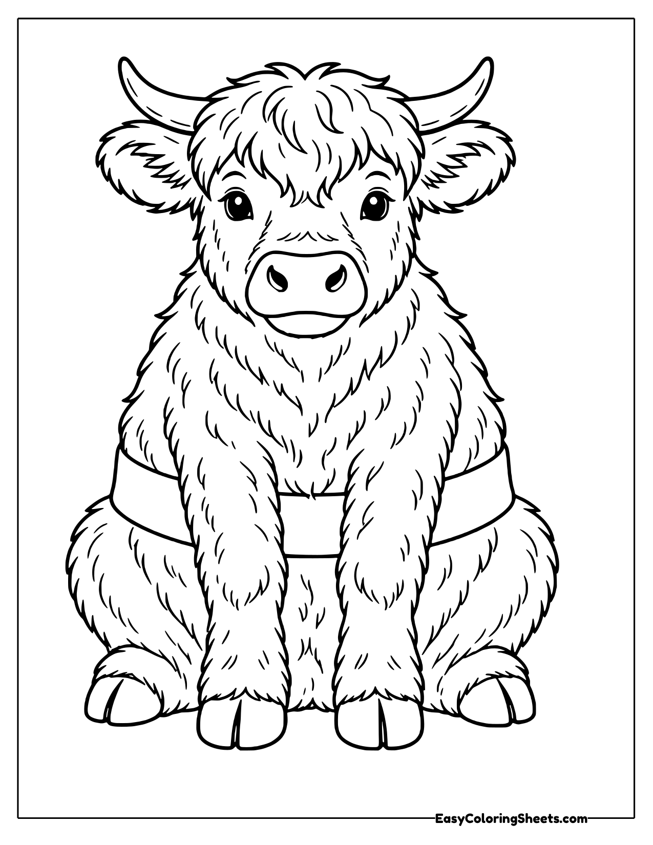 Shaggy Belted Galloway cow sitting with a wide band around its middle