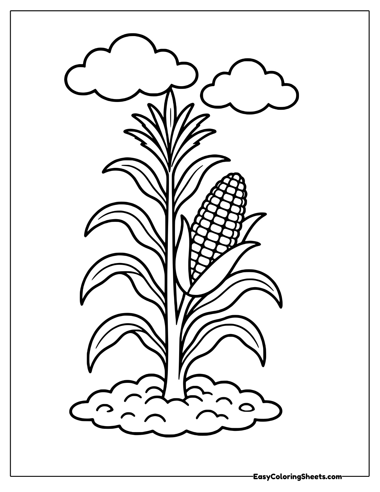 Corn stalk growing in a field