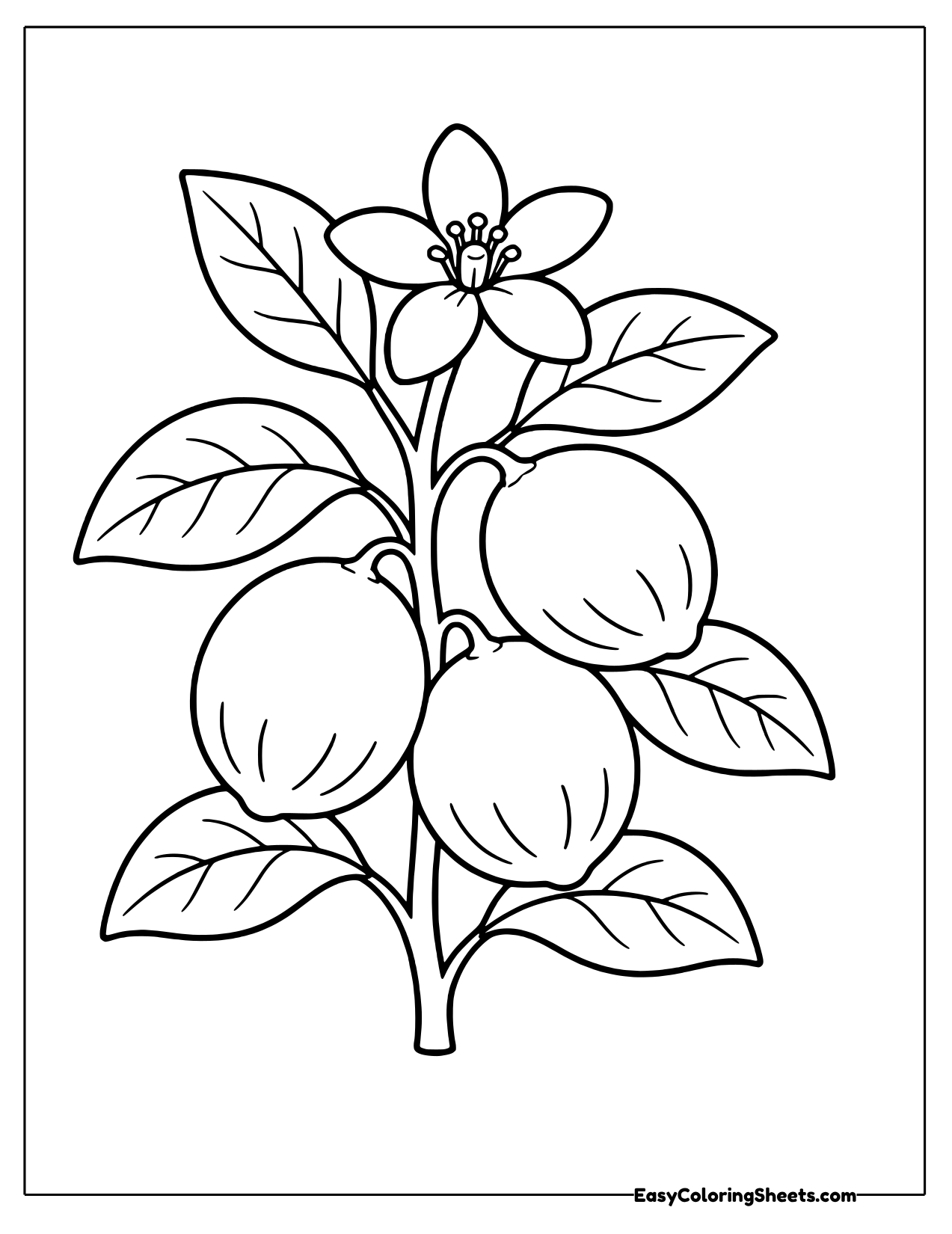 Botanical drawing of a lime branch with several fruits, leaves and a flower