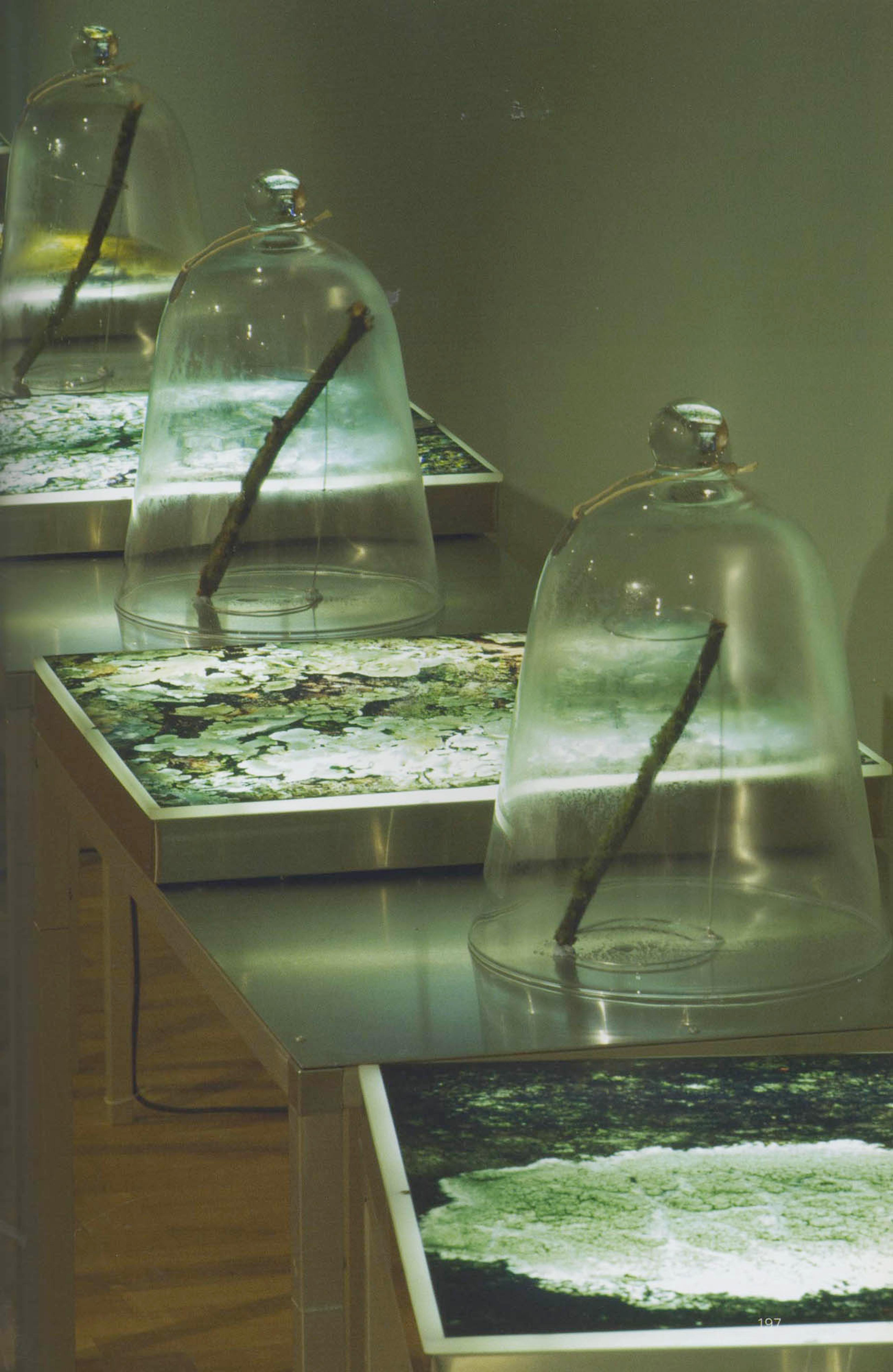 (2006) Mara Adamitz Scrupe, Fota Lichens Project, 2005, 10 large-format Duratran transparencies mounted in biomedical light boxes