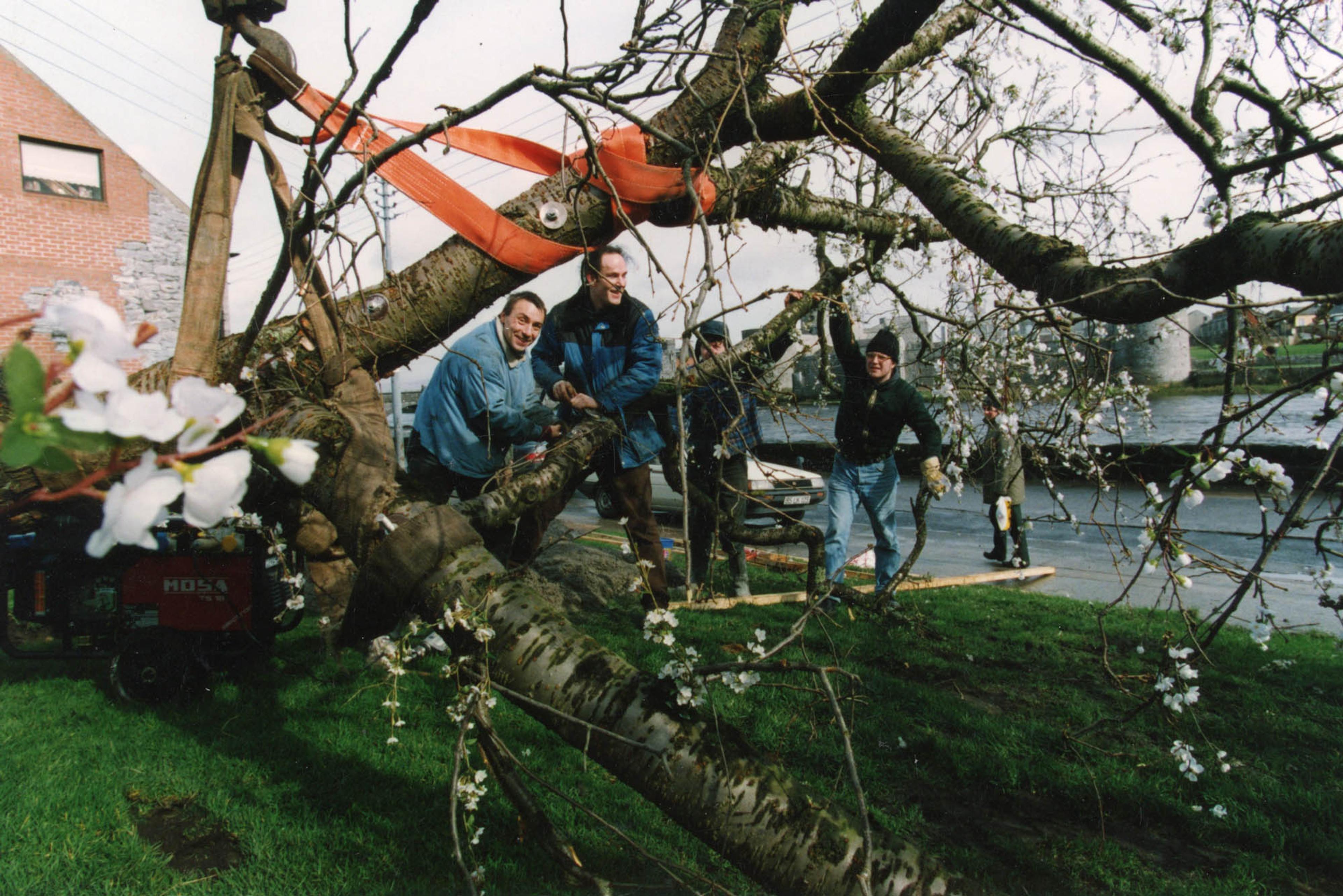(1994) Instal shot) Steven Bachelder, Cherry Tree and Ivy, 1994, mixed media installation.