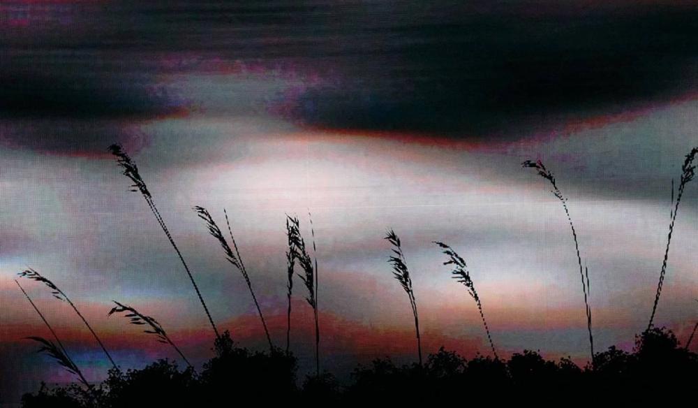 A muted photo with purples and grays that shows some reeds silhouetted in front of a blurred motion on a screen