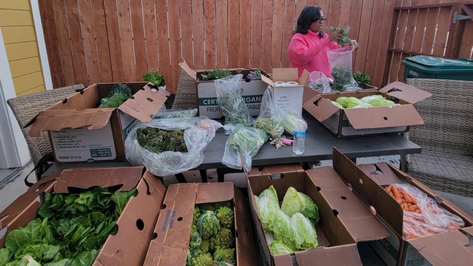 A woman in a bright pink sweater bags leafy greens at an outdoor table crowded with open boxes of lettuce, cabbage, romanesco and carrots, in front of a wooden fence.