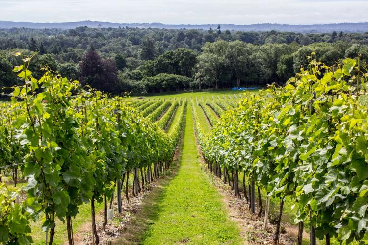 Searcys English Sparkling Wine Vineyard