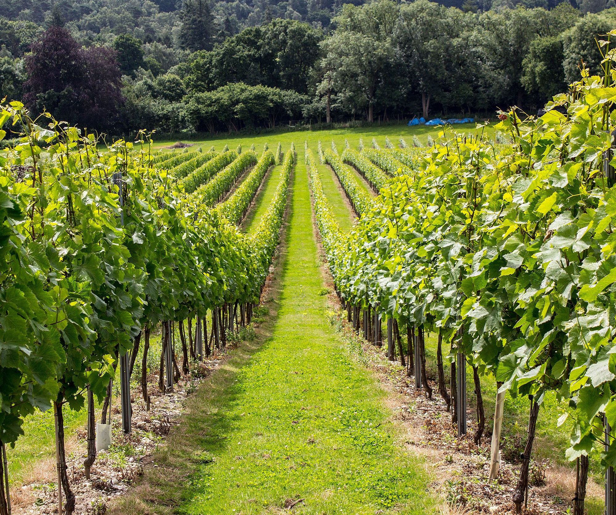 Vineyard
