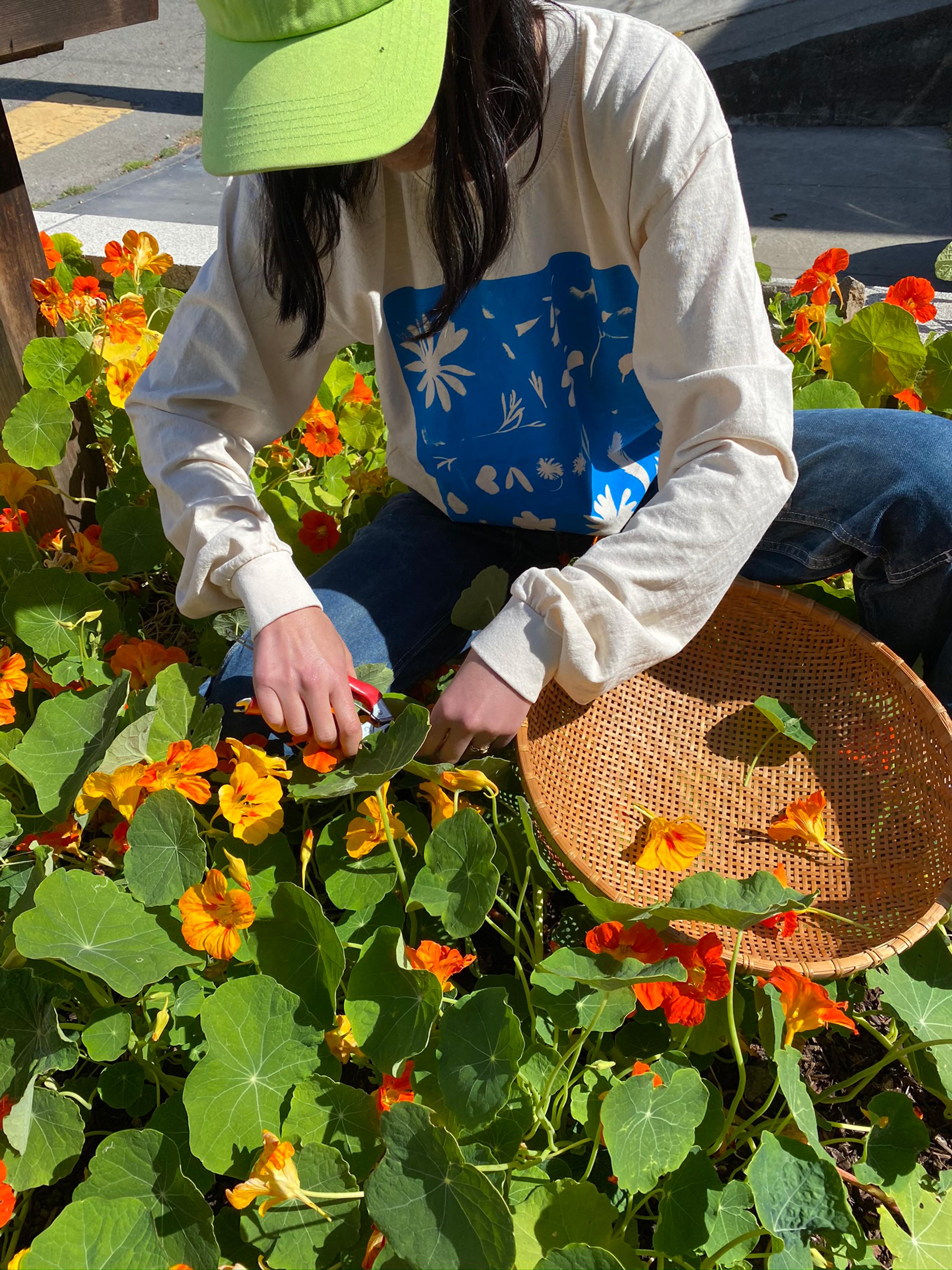 Person harvesting orange flowers.