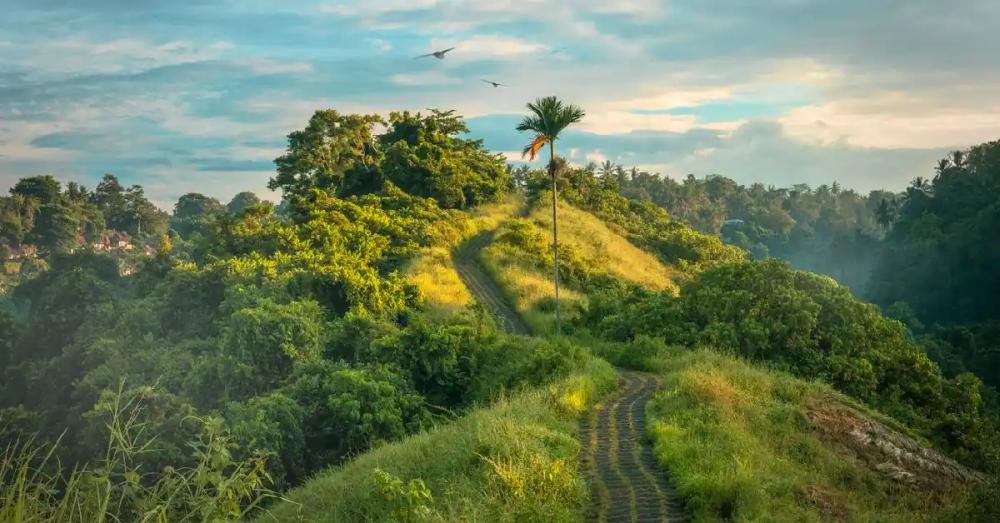 campuhan-ridge-walk-in-bali
