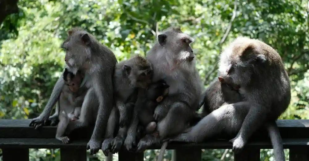 why-is-the-monkey-forest-sacred